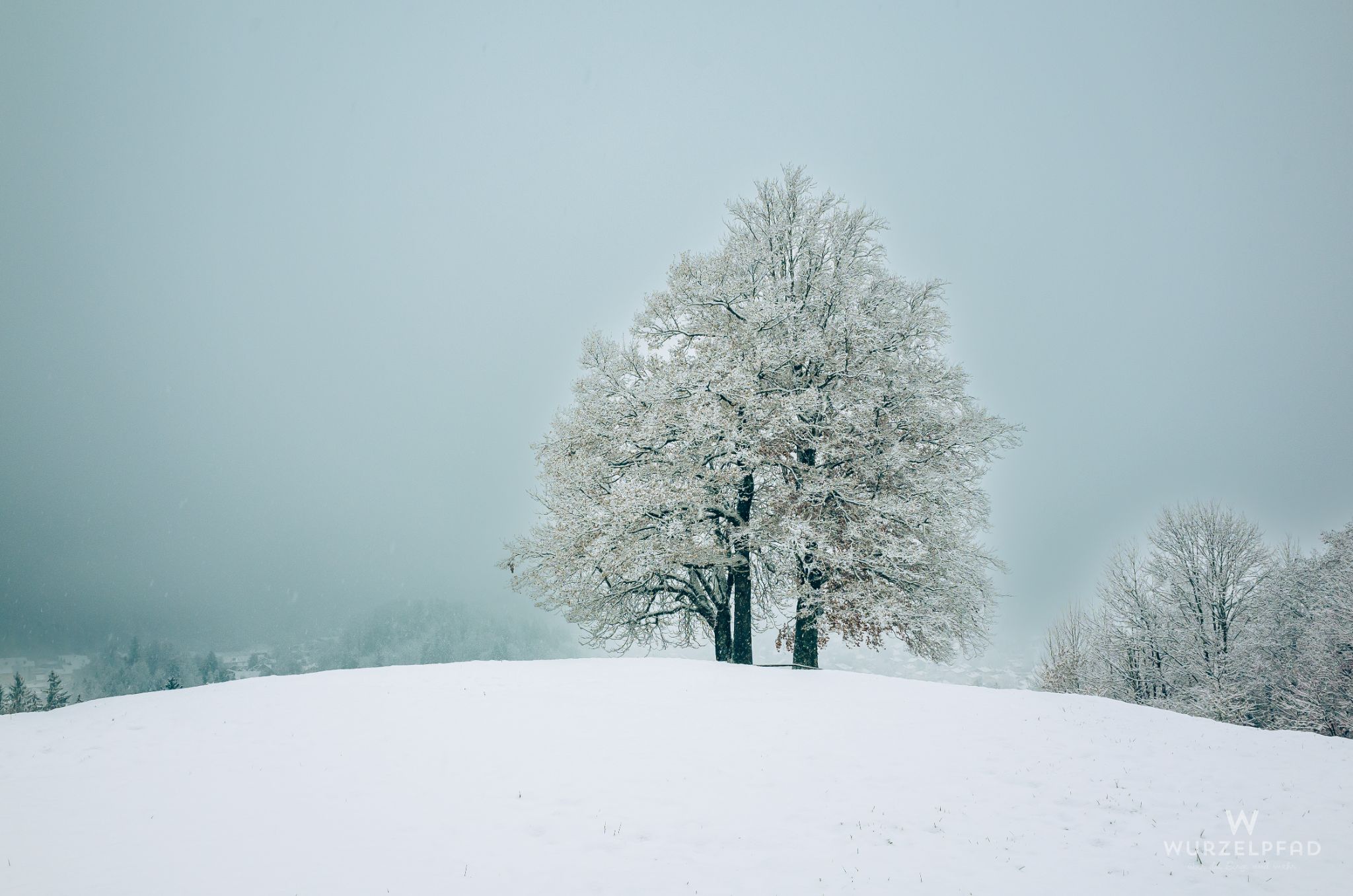 Baumgruppe an der Kohlleite